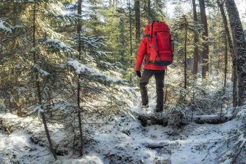 Hiker with a red backpack walks through a snowy winter forest among coniferous Stock Photos