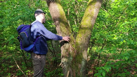Hiker removing digital trail camera from a mossy tree in forest Stock-Footage 336971568