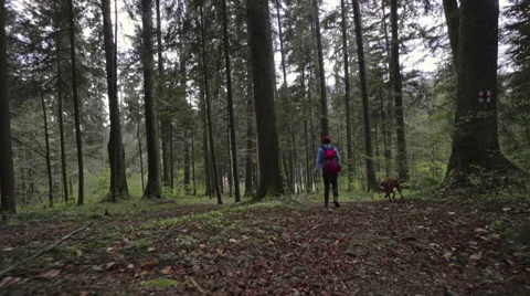 Hiker running on the forest path Stock Footage 62083472