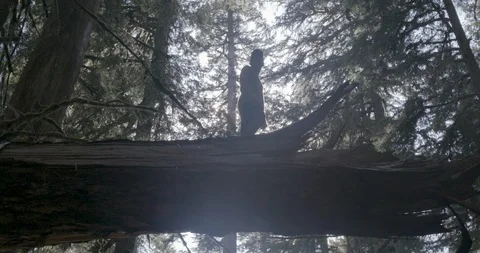 Hiker standing on the fallen tree trunk in the forest Stock Footage 145277879