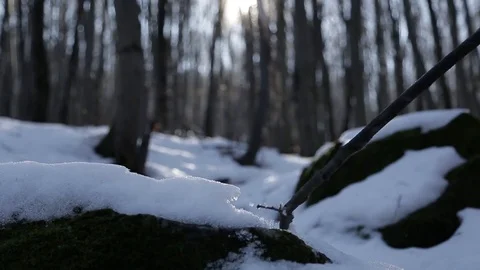 Hiker with a stick Stock Footage 72251943
