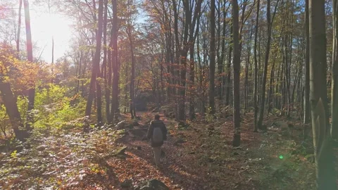 Hiker strolls through fall woods with a backpack as the rising sun highligh.. Stock Footage 255569438
