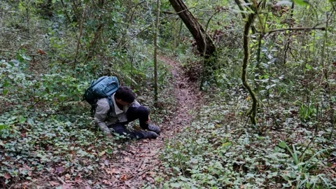 Hiker stumbles and falls in the forest, injuring leg and getting up limping Stock Footage 289007680
