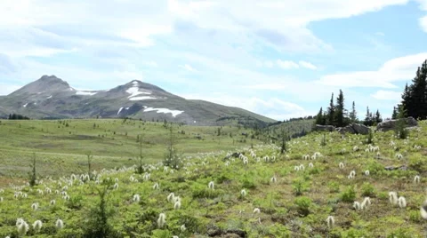 Hiker in Sunshine Valley, Alberta 動画素材 8664623