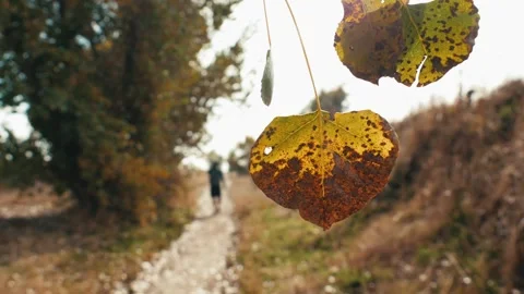 Hiker on trail in fall walking away with focus on leaf Stock Footage 256596971