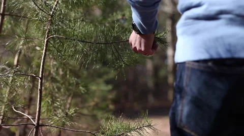 Hiker on trail passing pine trees Stock Footage 63879065