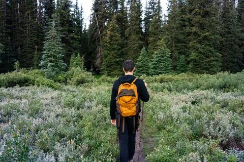 Hiker traversing a lush path into a dense forest Stock Photos