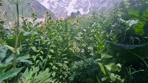 Hiker trekking first-person through a narrow overgrown trail Stock Footage 343775376