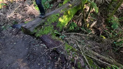 Hiker Walking Across Mossy Fallen Log in Lush Rainforest Stock Footage 344104642
