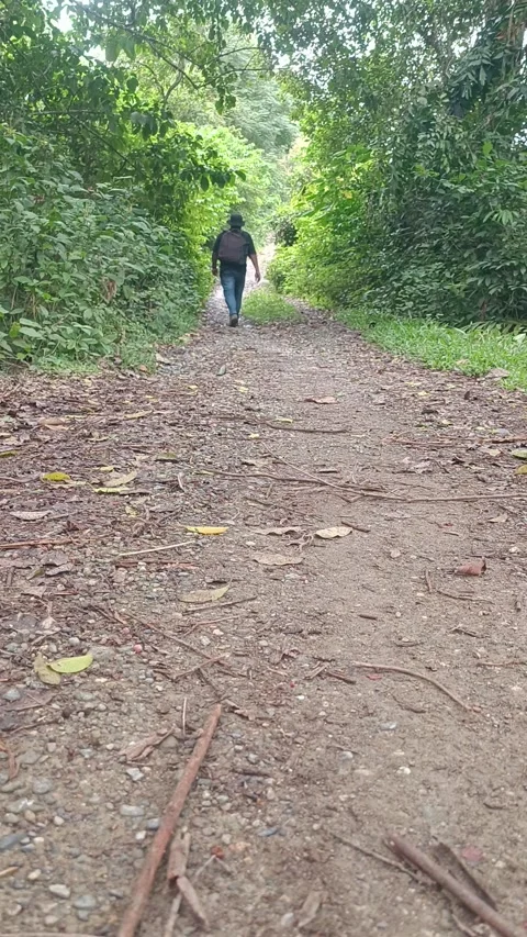 Hiker Walking Along Forest Trail in Tropical Nature Stock Footage 337913337