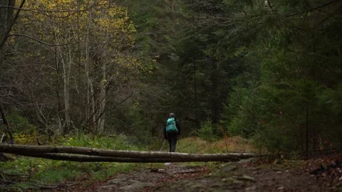 Hiker Walking Along a Trail Through an Autumn Conifer Forest Video stock 337637983