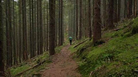 Hiker Walking Along a Trail Through an Autumn Conifer Forest Video stock 337637995