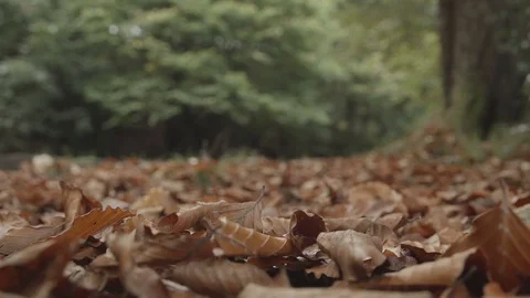 Hiker walking away from the camera Stock-Footage 71826173