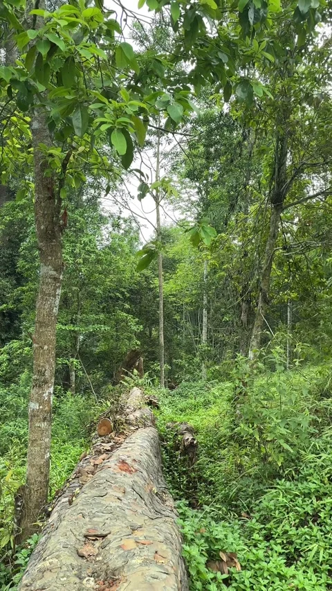 Hiker Walking Away on Dirt Path in Lush Green Tropical Forest, Vertical Stock Footage 324079593