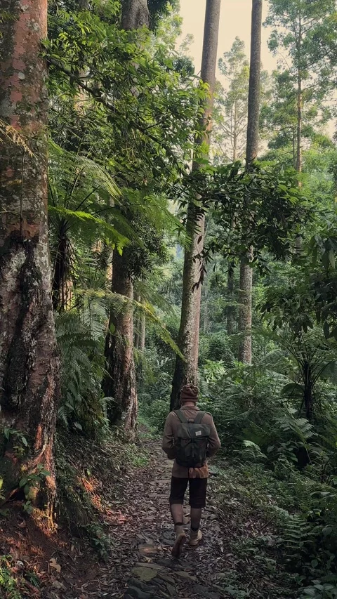 Hiker Walking on Dirt Path, Dense Tropical Forest, Vertical Back View Stock Footage 321103958