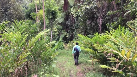 A Hiker Walking on a Dirt Path Surrounded by Lush Green Bush Vegetation Stock-Footage 347593306