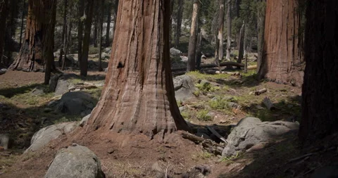 Hiker walking down path alone though Sequoia National Park with giant trees Stock Footage 137997575