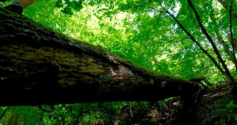 Hiker walking on fallen tree log. Stock Footage 124807705