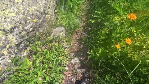 Hiker walking in first-person view along a narrow mountain path near Ushguli Stock Footage 343775335