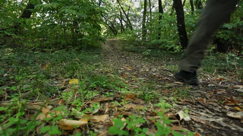 Hiker walking in forest - rear view Stock Footage 35841752