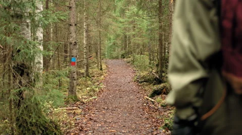 Hiker walking on a forest road Stock Footage 49576309