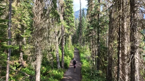 Hiker walking forest trail at Emerald Lake, Yoho National Park Stock Footage 346733385