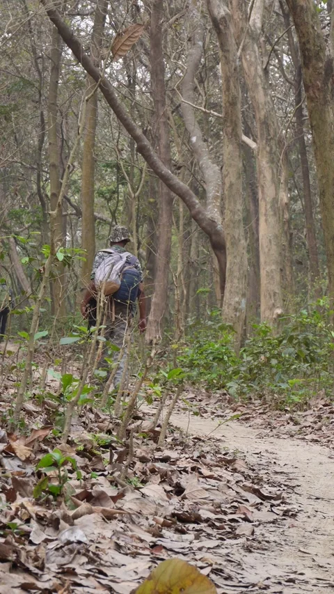 Hiker Walking on Forest Trail Stock Footage 333902591