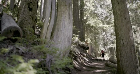 Hiker walking on the forest trail through the trees Stock Footage 145280964