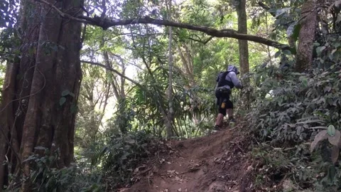 Hiker Walking on a Forest Trail Through Dense Tropical Vegetation, Indonesia Видео 344881516