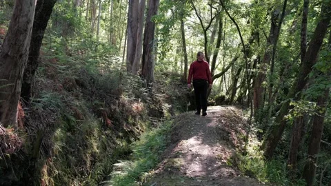 Hiker walking on a lush forest trail Stock Footage 344531057