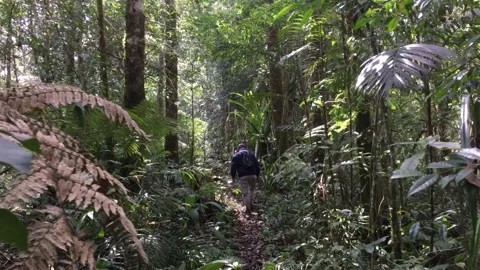 Hiker Walking on a Narrow Trail Through Dense Tropical Forest. Stock Footage 345672985