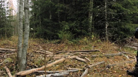 Hiker walking over fallen trees Stock Footage 49568099