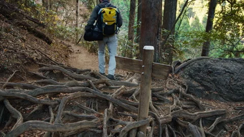 Hiker walking over tangled tree roots on forest trail, Mount Ōtake, Japan Stock Footage 319621889