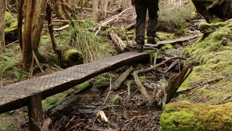 Hiker walking over tree trunk on Overland Track Stock Footage 72152875