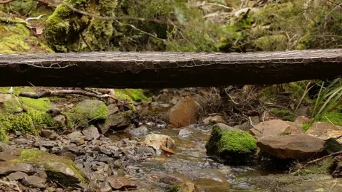 Hiker walking over tree trunk on Overland Track Stock Footage 72152885