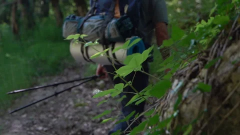 Hiker Walking Past the Camera in a Forest Stock Footage 312763021