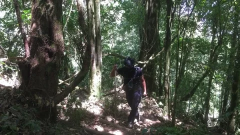 A Hiker Walking Past a Large Old Tree in Dense Tropical Forest, Indonesia. Видео 344959549