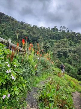 Hiker walking path cocora valley colombia exploring nature trail Stock Photos
