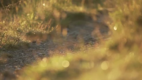 Hiker walking on a path through a field Stock Footage 76003087