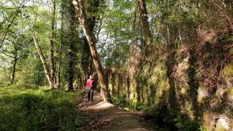 Hiker walking on a scenic forest path Stock Footage 344531110