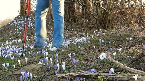 Hiker walking in springtime. In foreground the crocus flower. Stock Footage 74165763