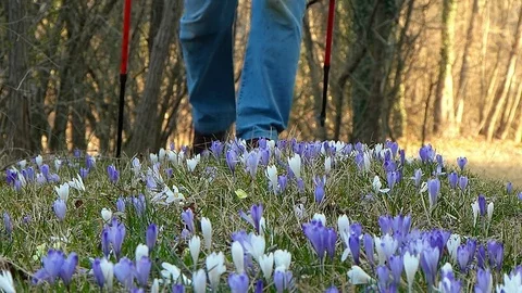 Hiker walking in springtime. In foreground the crocus flower. Stock Footage 74165775