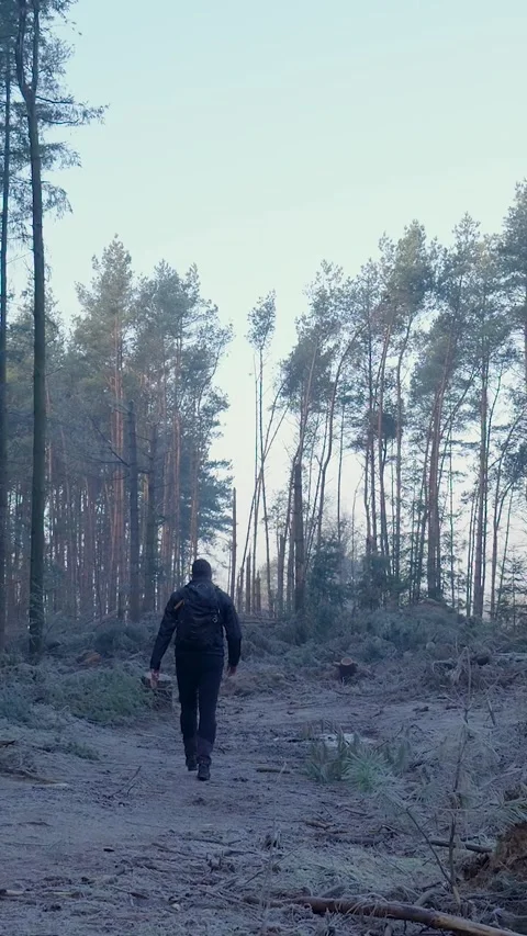 Hiker walking through a cold deforested pine forest landscape Stock Footage 327114567