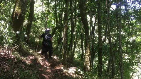 Hiker Walking Through Dense Green Mountain Forest, Indonesia. Видео 344959782