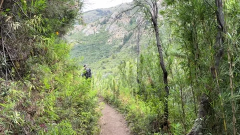 Hiker walking through dense lenga forest on sunny day Stock Footage 310610898