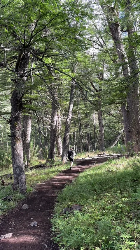Hiker walking through dense lenga forest on sunny day Stock Footage 310611002