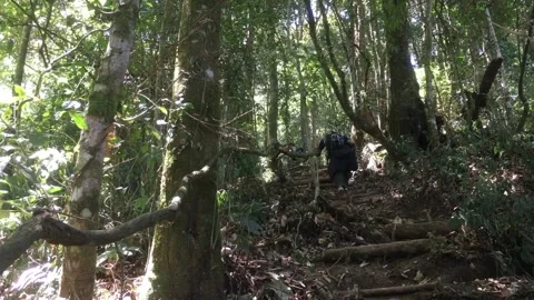 A Hiker Walking Through Dense Mountain Forest with Tall Trees, Indonesia Stock-Footage 344959511