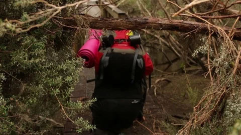 Hiker walking through fallen trees on Overland Track Stock Footage 72152860
