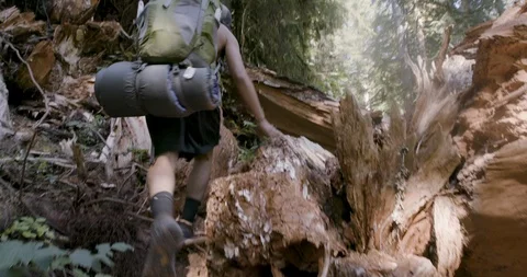 Hiker walking through the fallen trees in the forest Stock Footage 145277980