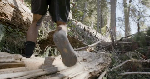 Hiker walking through the fallen trees in the forest Stock Footage 145278216